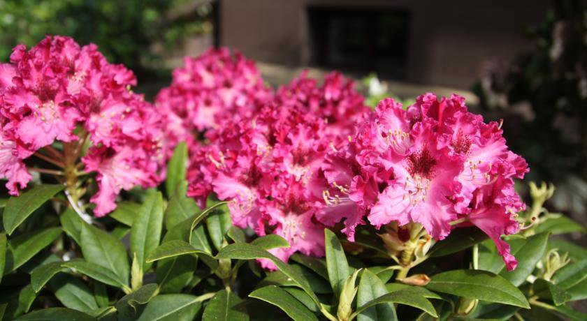 Гостиница Гостевой дом Лорис Анапа-5